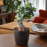 Ficus Bonsai Plant In Black Pot